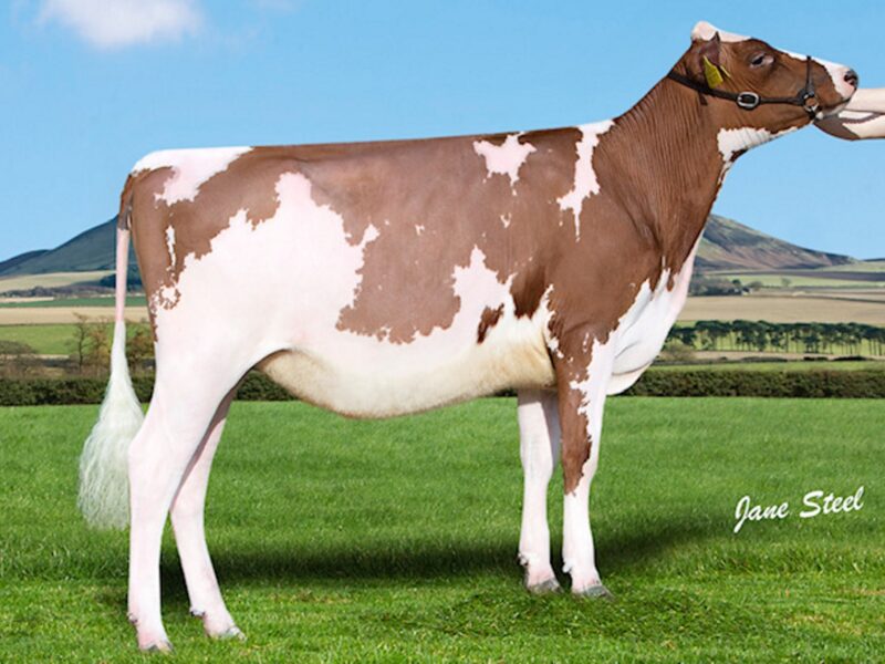 Sired by Cuthill Towers Buster