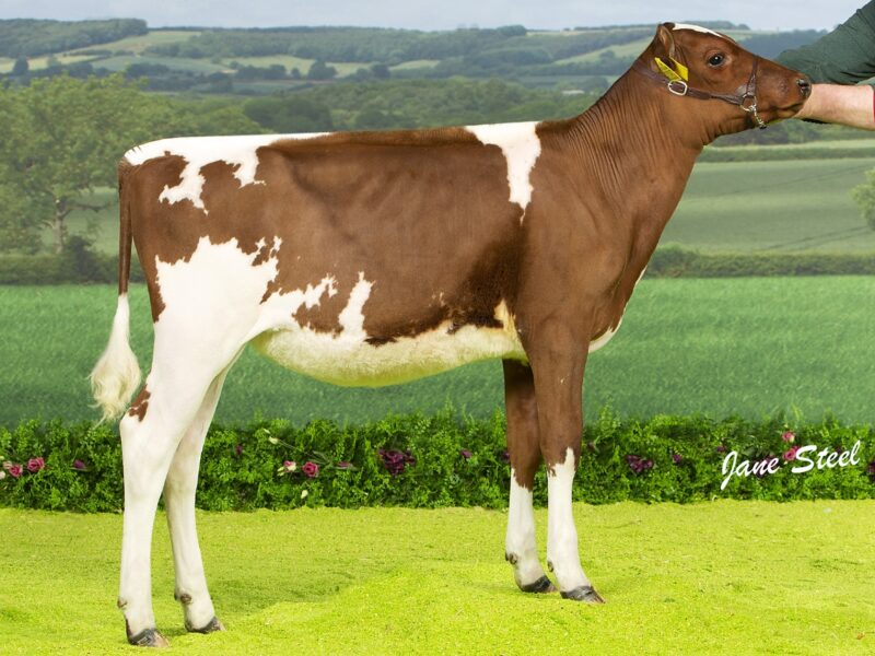 Halmyre Urr Blossom sired by Swaites Dermott