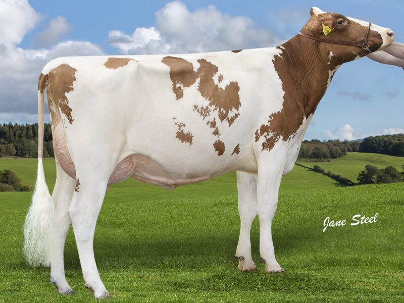 Honourable Mention Eastford Jordy Kiwi Red