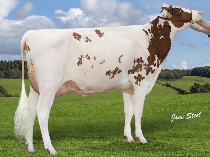 Champion Logan Shania Red