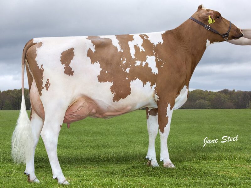 Lot 13 Knowe Favourite Beauty 166 VG89 3yr