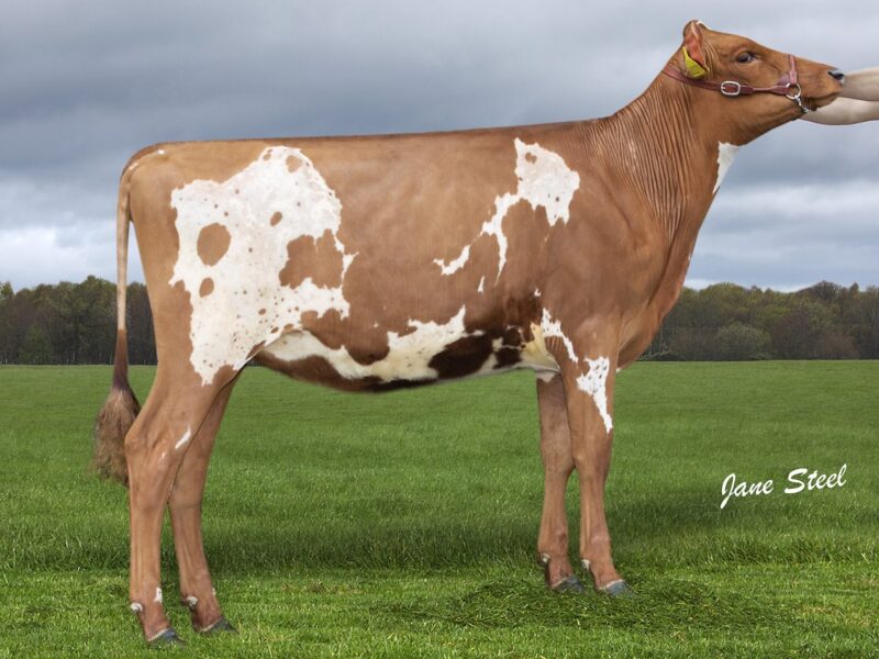 Lot 122 Knowe B-King Bertha 2