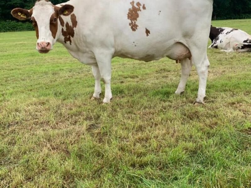 A daughter of Changue Stadium in the Dudley Wood herd