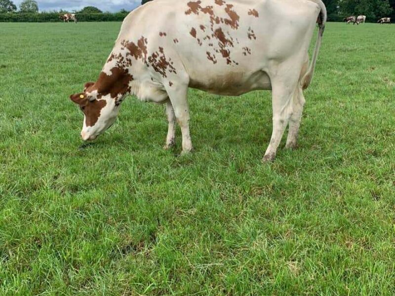A daughter of Changue Stadium in the Flintstone herd