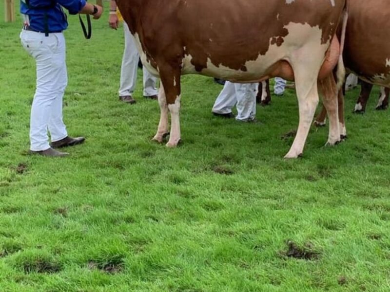 Heifer Champion - Cuthill Towers Stadium Rafia