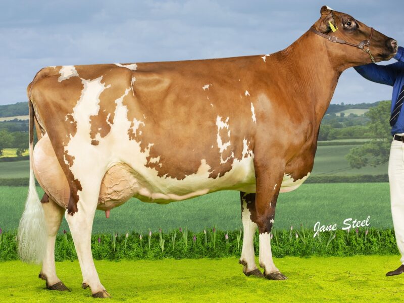 Gwynnog Primetime daughter in the Cuthill Towers Herd.