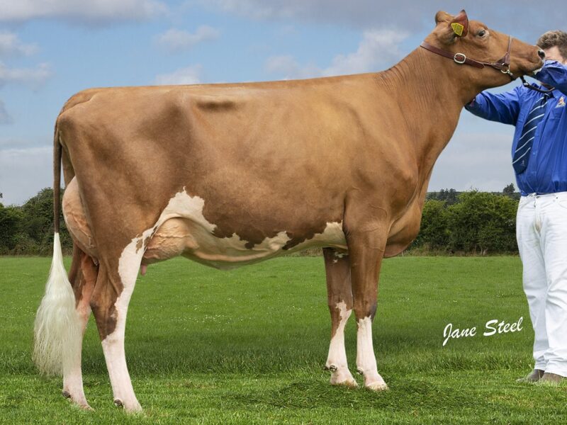 Halmyre Urr Louise 376
