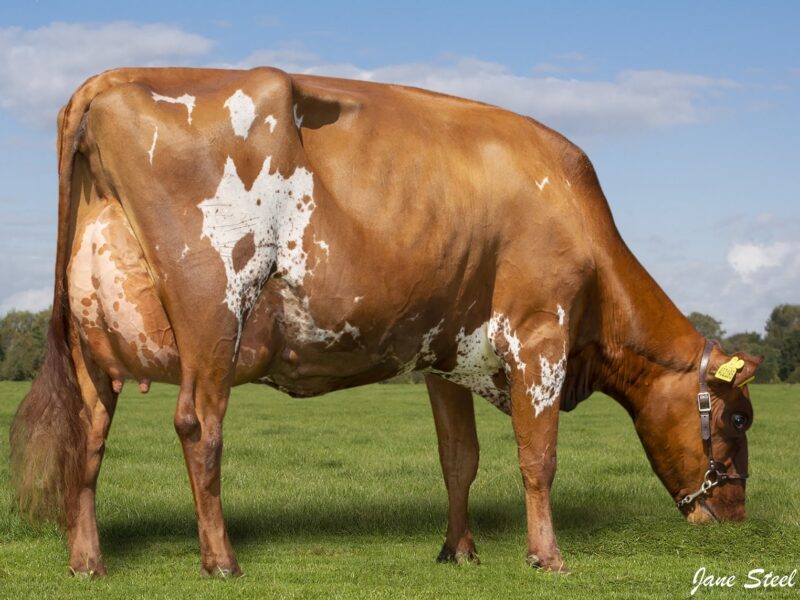 Holmeswood El Clover