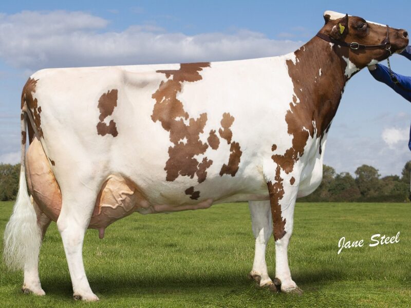 Holmeswood Clover