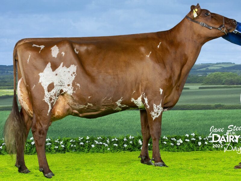 Holmeswood El Clover