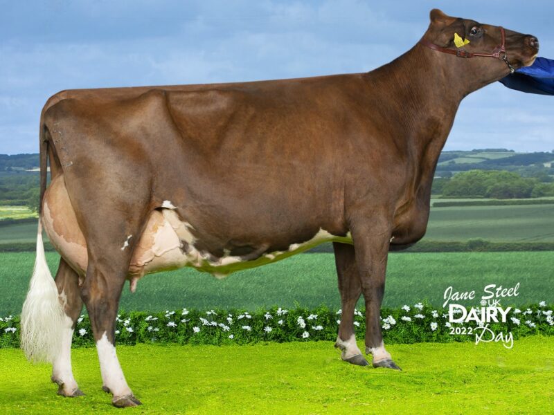 Middle Jean CTHD 3