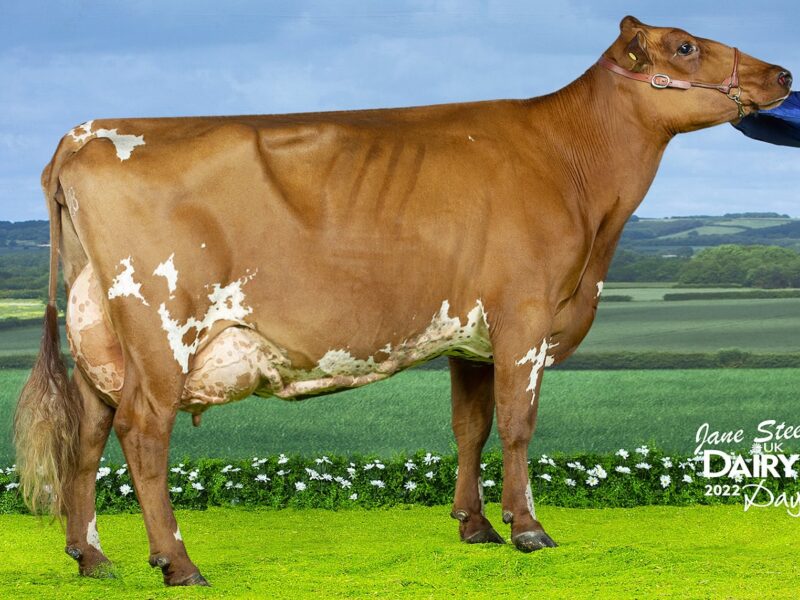 Morwick Reality Emerald