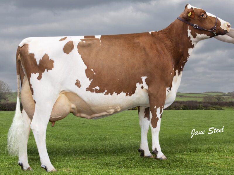 Plaskett Lucky Charm 303