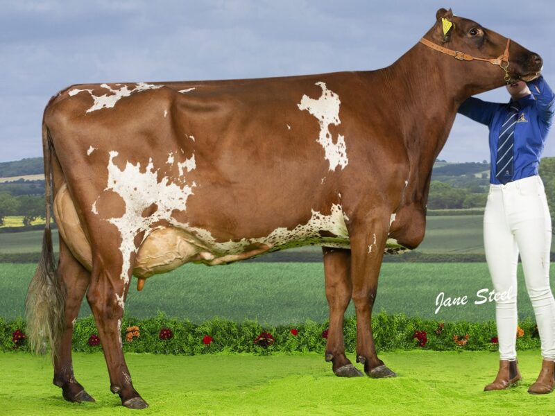 Heydale Winsome 209