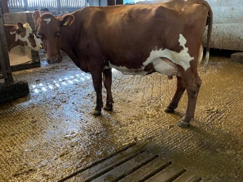 Gwynnog Primetime daughter in the Whitecroft Herd.