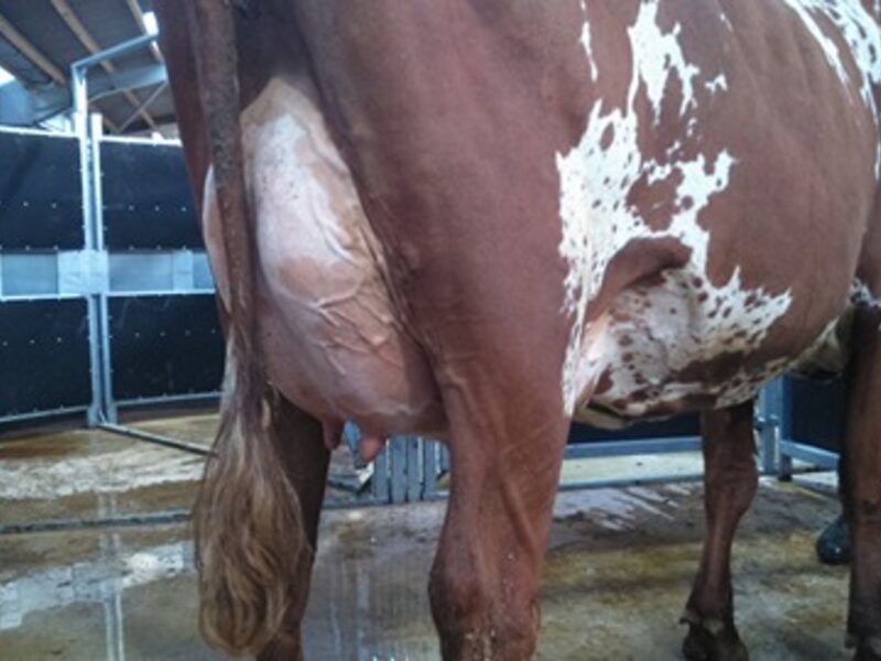 Daughter of Troutbeck Skyfall