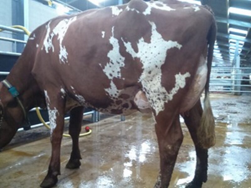 Troutbeck Skyfall Avril - Sired by Troutbeck Skyfall