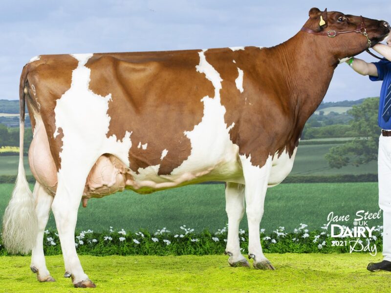 Reserve - Beeline Texas Swan 2