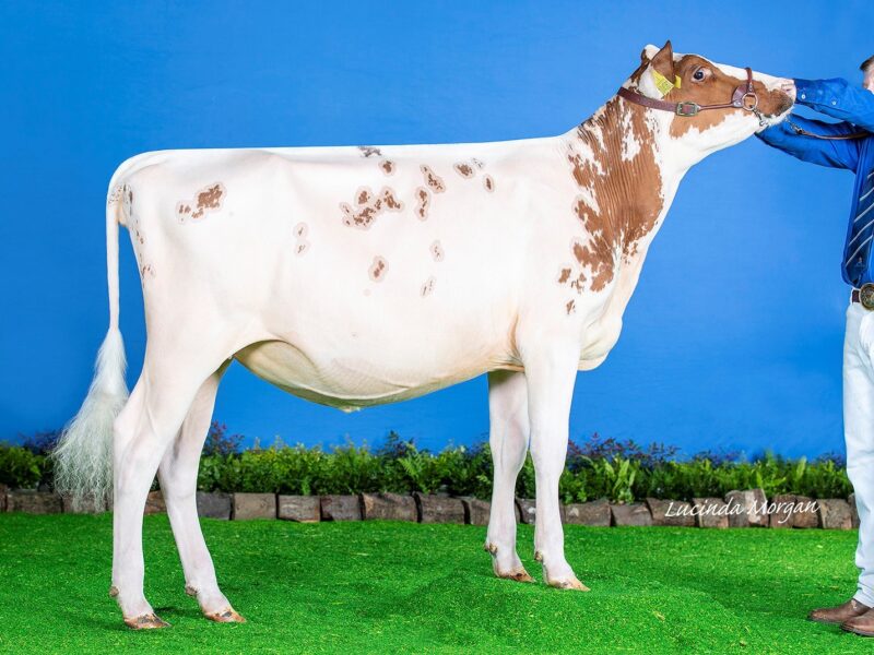 Reserve - Holmeswood Supreme Bella