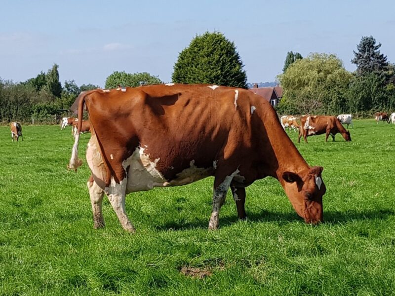 Reserve - Hunnington Fragy 16