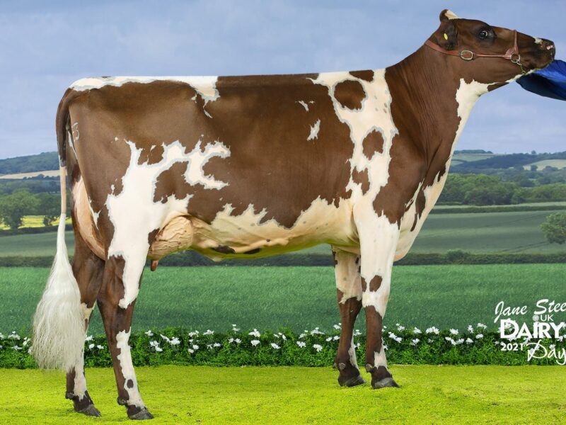 Reserve - Morwick Gwen 35