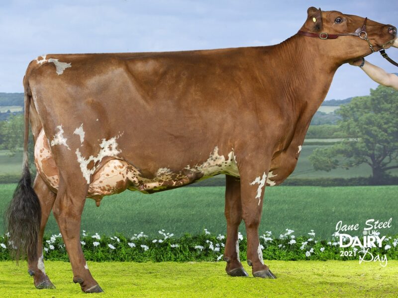 Reserve - Morwick Reality Emerald