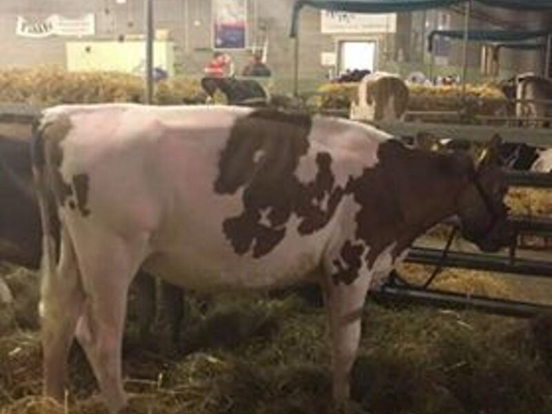 Sandyford Mandella Clover - Sold for 4,600 in the Perfection Collection Sale