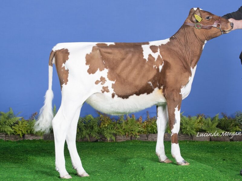 Urrvale Ivy