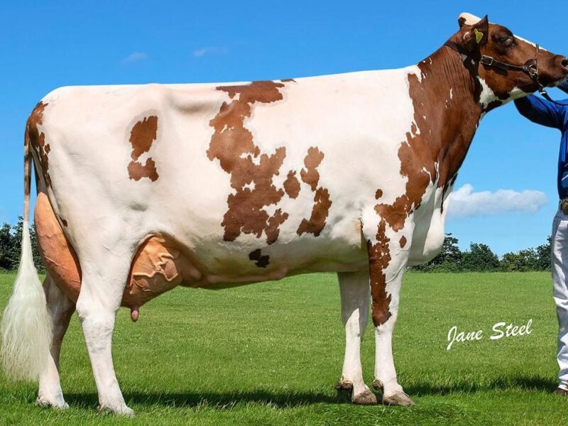 Honourable Mention - Holmeswood Clover
