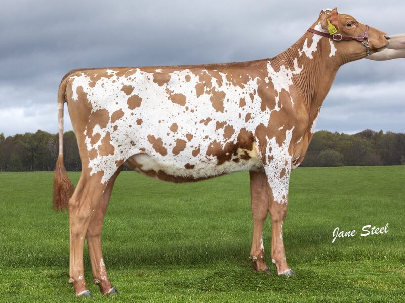 Honourable Mention - Knowe B-King Dainty Lass