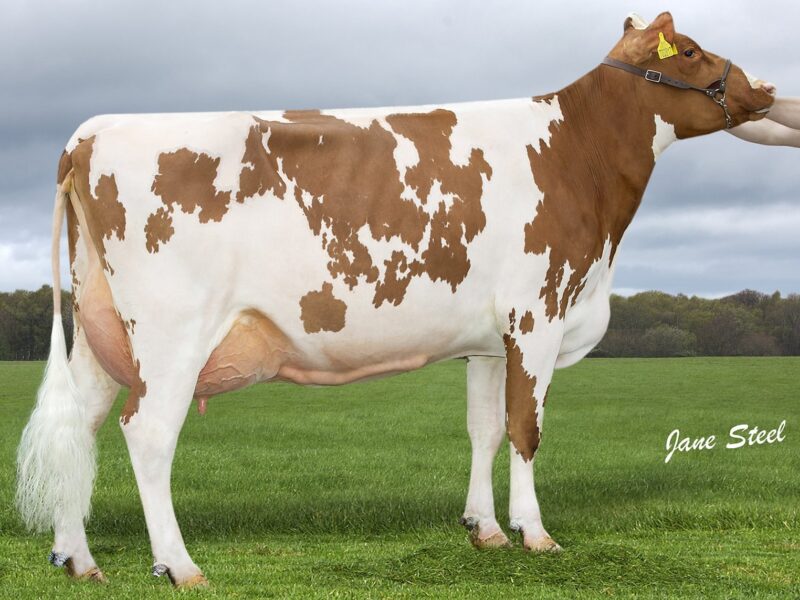 Honourable Mention - Knowe White Kate 218