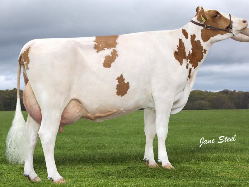 Honourable Mention - Knowe White Lily 743