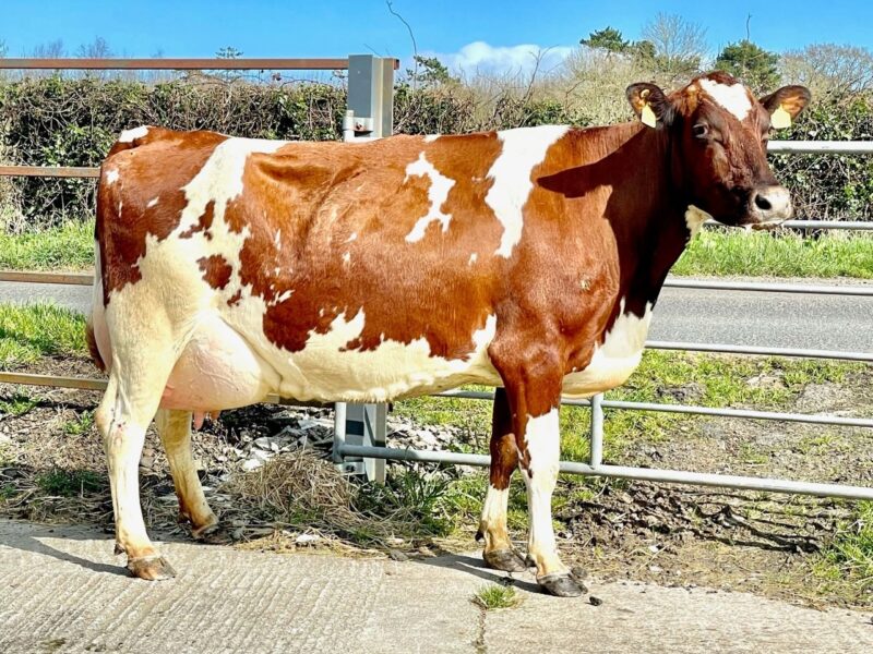 Honourable Mention - Ravenhill Orlando Cissie