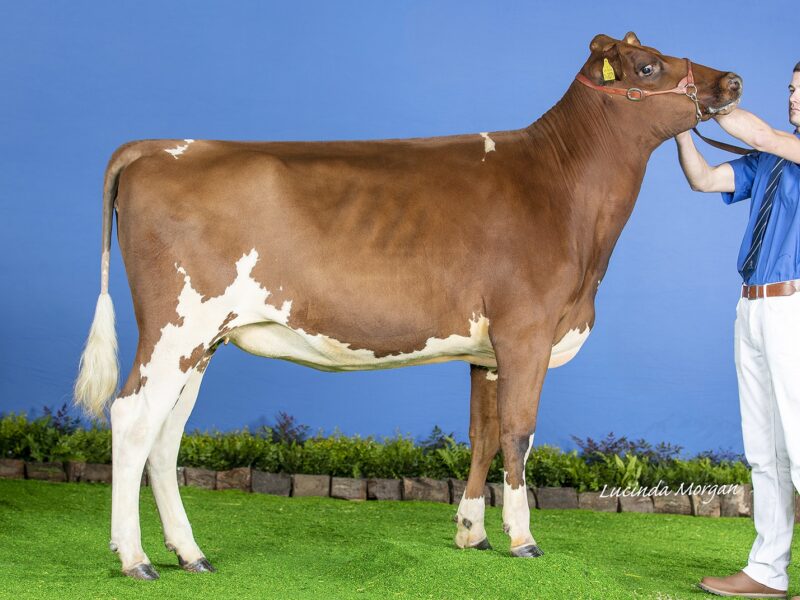 Honourable Mention - Whitecroft Emmie 150