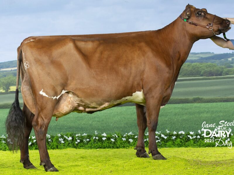 Honourable Mention - Wroughton Nellie