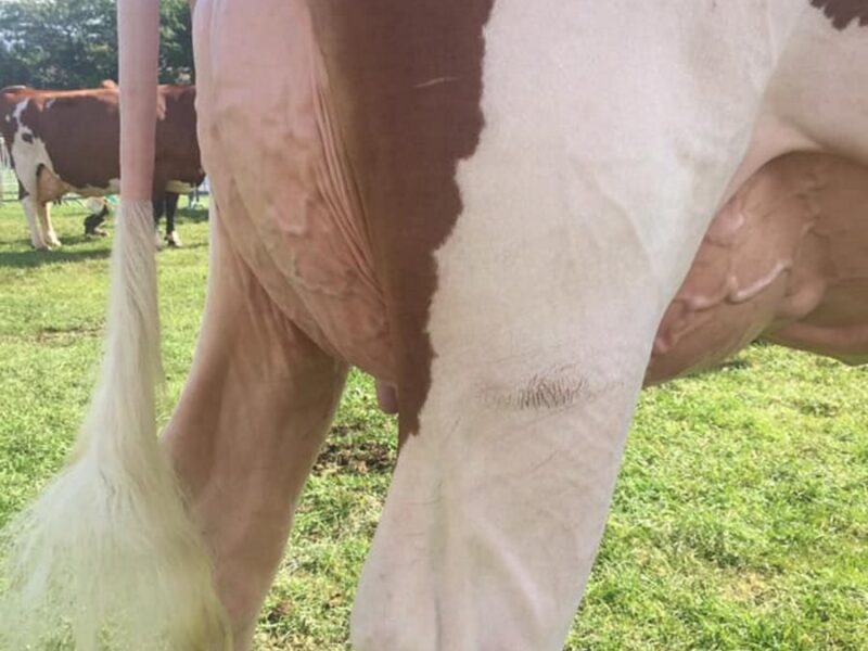 Allstar Triclo Joybell - Interbreed Heifer Champion at the Royal welsh Show 2019