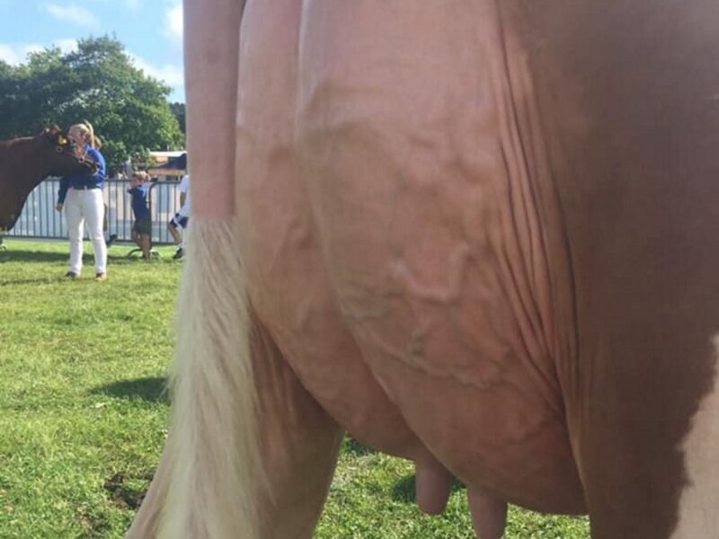 Allstar Triclo Joybell - Interbreed Heifer Champion at the Royal welsh Show