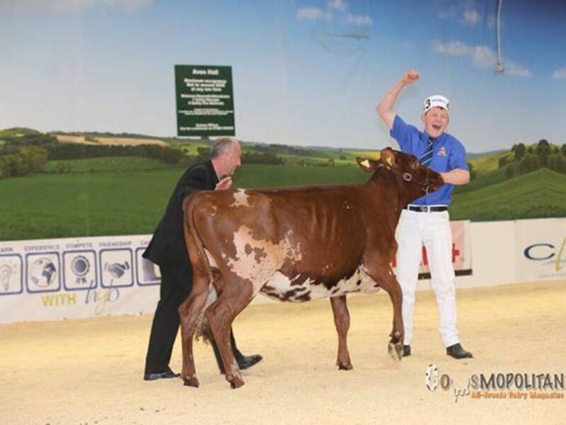 Champion - East Church Prime Time Blissful (De La Plaine Prime) - H M Sayer & Son