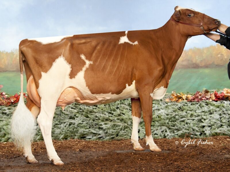 Lot 4 - Palmyra Calimero R Rose ET, Dam to Embryos