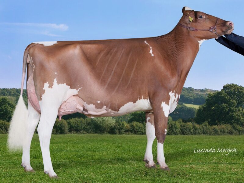 2 yrs winner - Allstar Provider Honesty