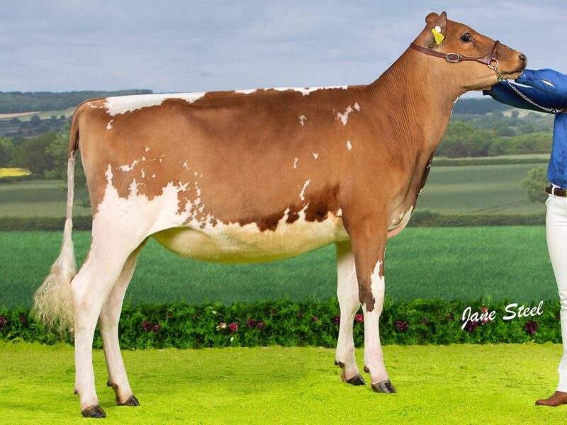 Allstar Supreme Joybell 2 - Sired by Sandyford Supreme