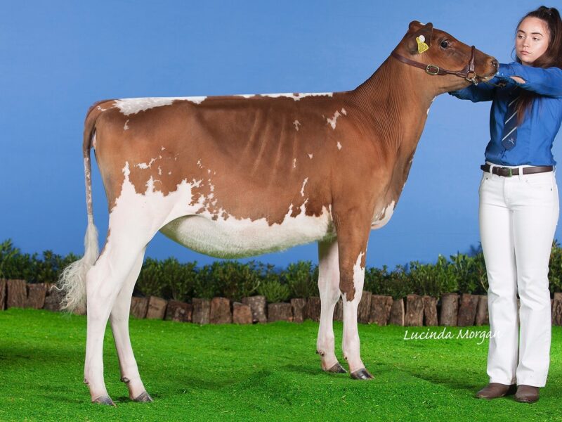 Champion, Allstar Supreme Joybell 2 (Sandyford Supreme) - Owned by Evie Tomlinson