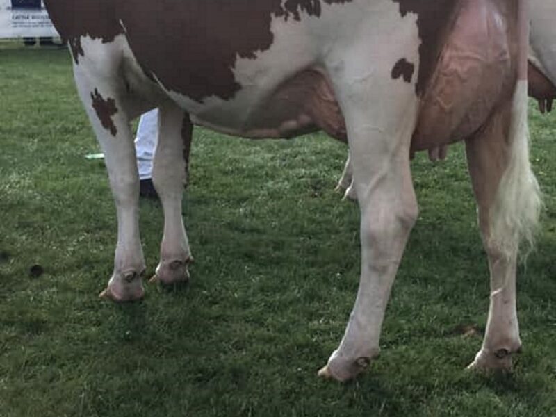 Allstar Triclo Joybell - Interbreed Heifer Champion at the Royal welsh Show 2019