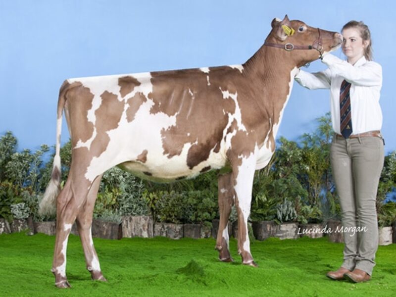 Reserve Champion Calf - Ardmore Orphan 117 (Nexus Dreamer) - J Hunter