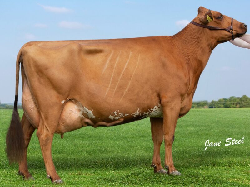 Champion,  Ardmore Janet 110