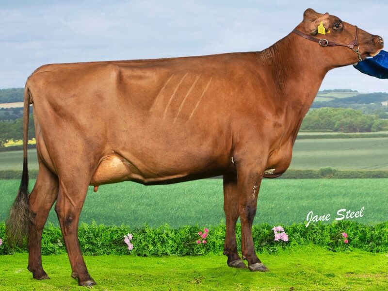 Ardmore Janet 136 - The maternal sister to Ardmore Jeepers Creepers