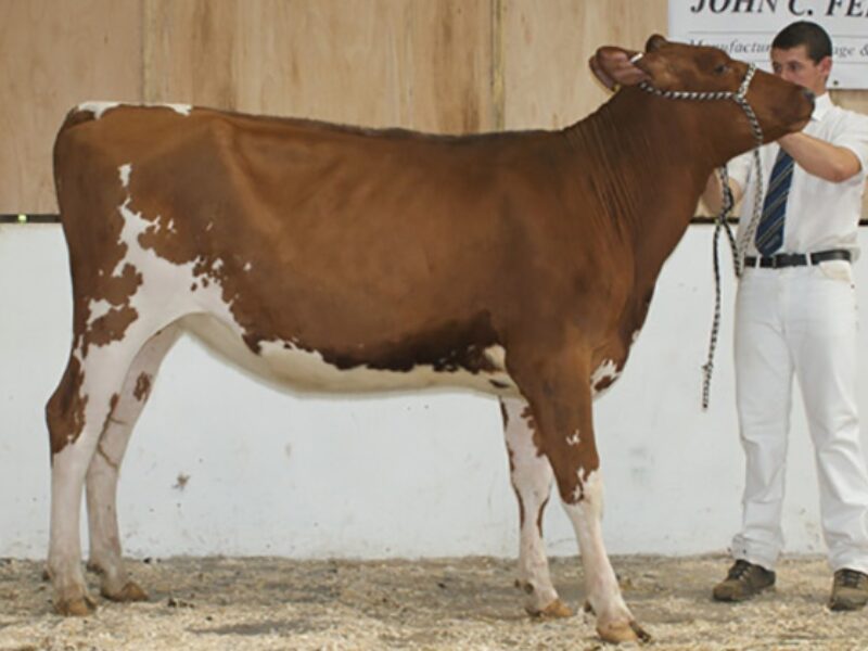 Champion Calf