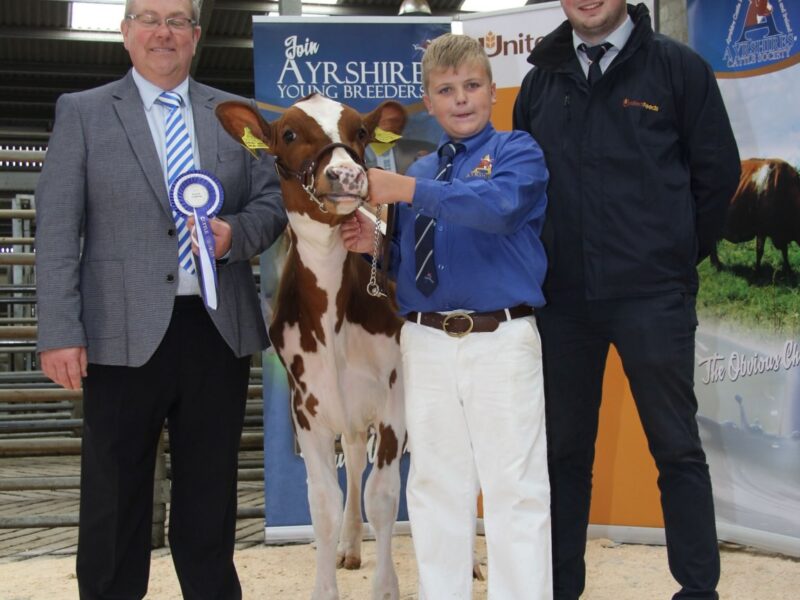 Reserve Champion - Kirkinriola PCB Joy, Jack King