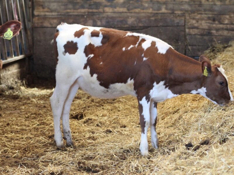 A Whitecroft Panell Daughter