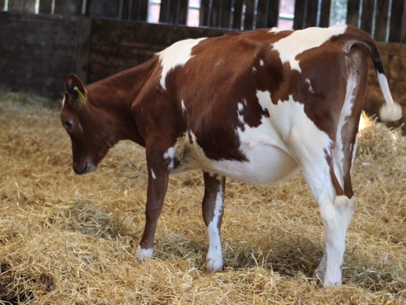 A Whitecroft Panell Daughter